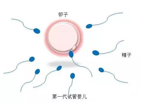 胚胎学家